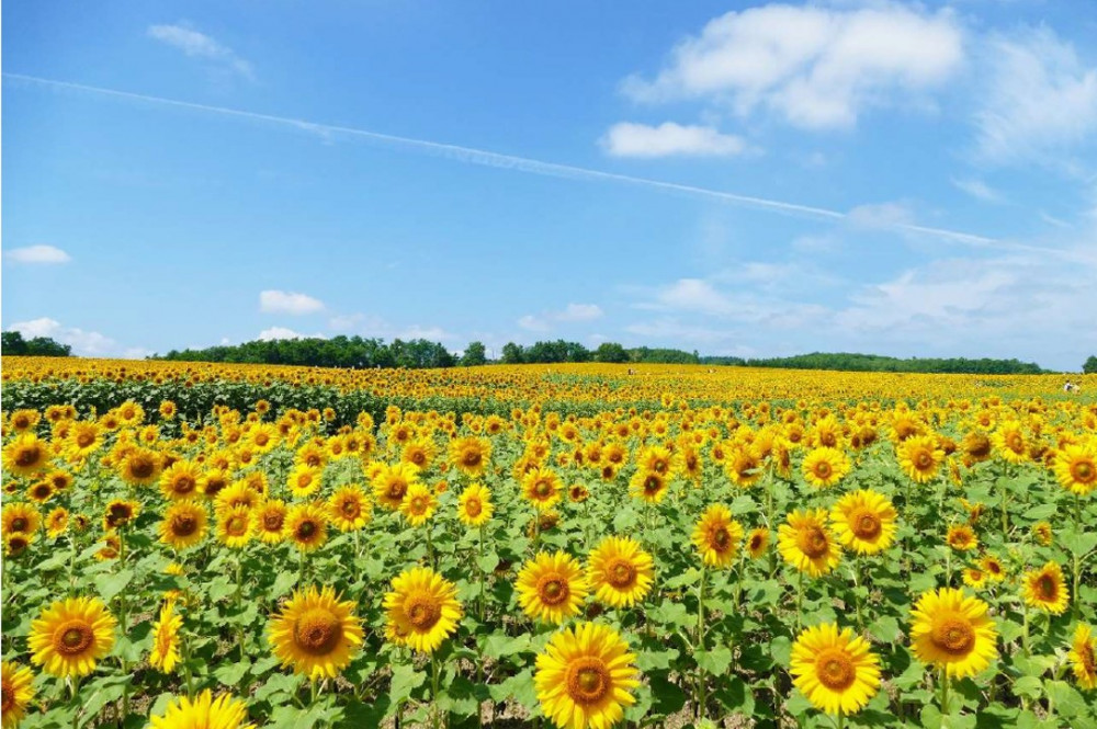 夏に行きたいひまわり畑」アンケートで見事第1位！北竜町「ひまわり